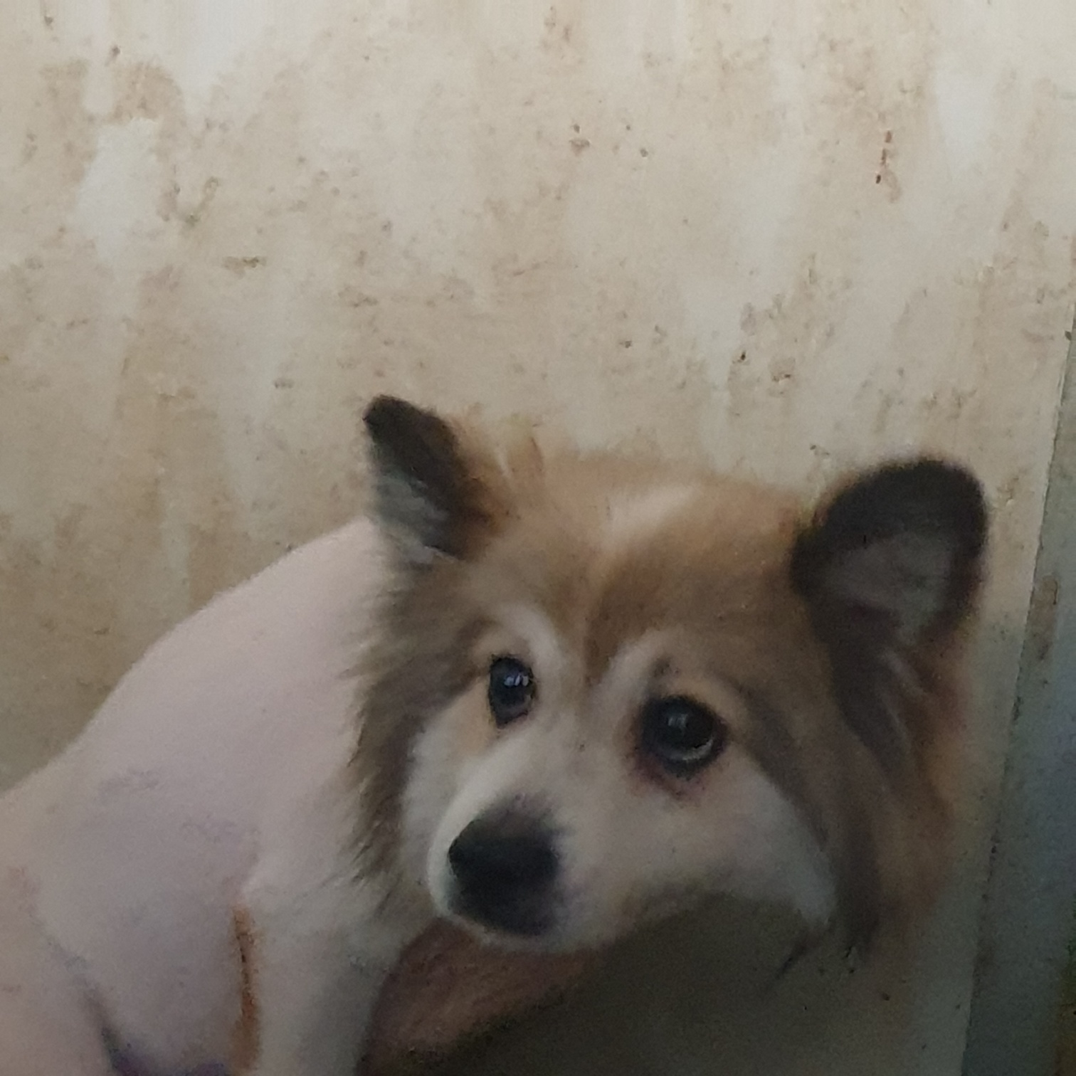 남양동물보호센터_441553202401303